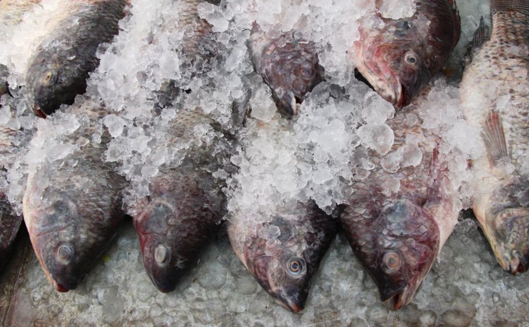 pescados congelados